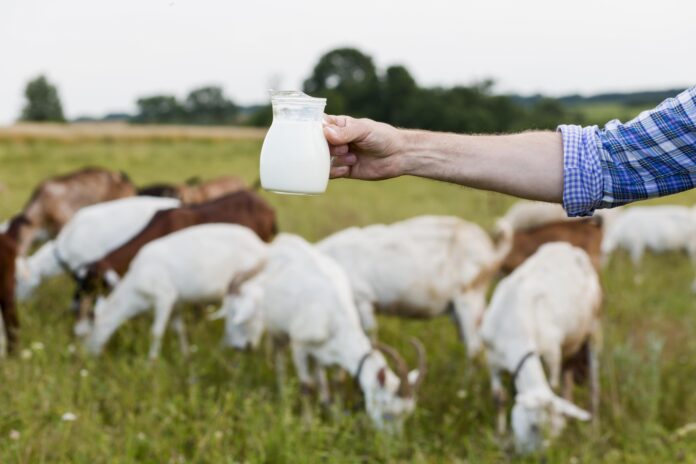 A Milking