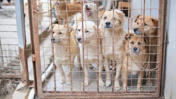 Animal Shelter Near Me